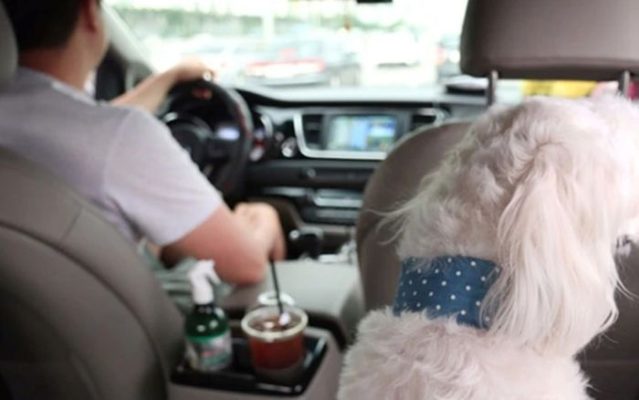 Taxi thú cưng