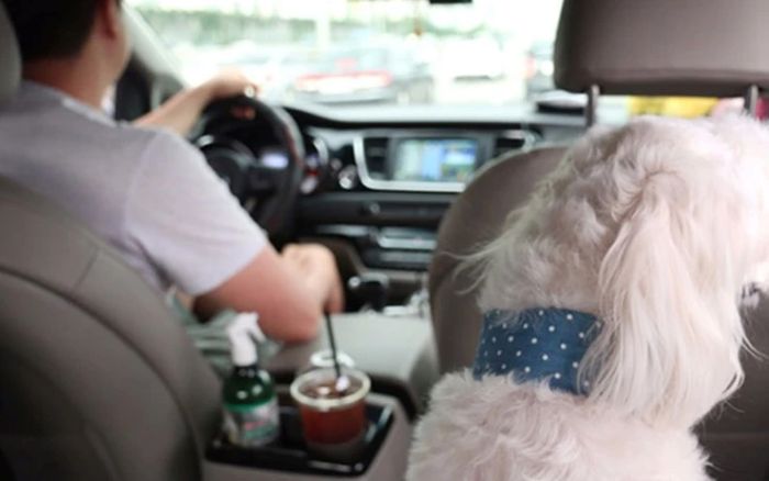 Dịch vụ Taxi thú cưng nhanh gọn rẻ 3 Dịch vụ taxi thú cưng di chuyển trên lộ trình tối ưu an toàn