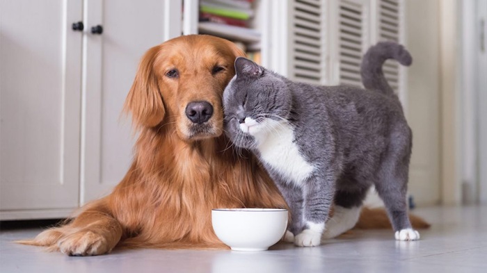 vận chuyển thú cưng Bắc Nam