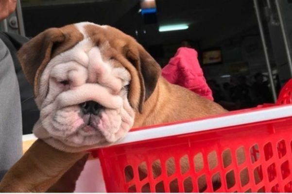 vận chuyển thú cưng Bắc Nam