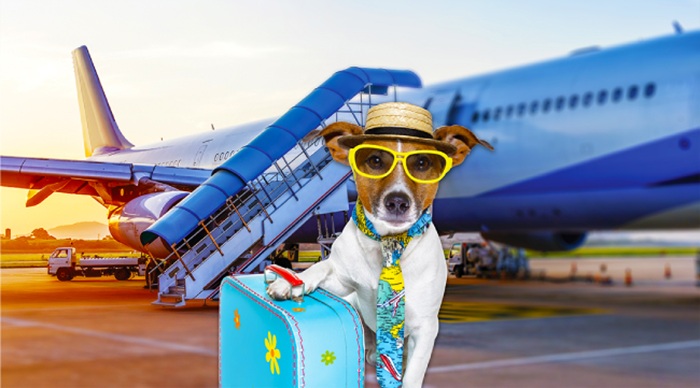 Quy định vận chuyển thú cưng Vietnam Airlines 1 Dịch vụ gửi thú cưng đi nước ngoài