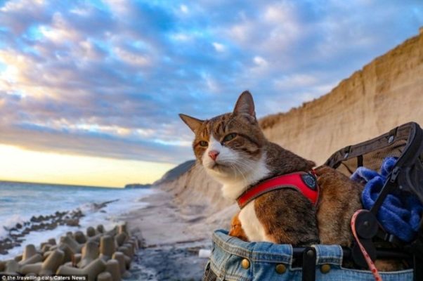 Cách vận chuyển chó mèo đi xa