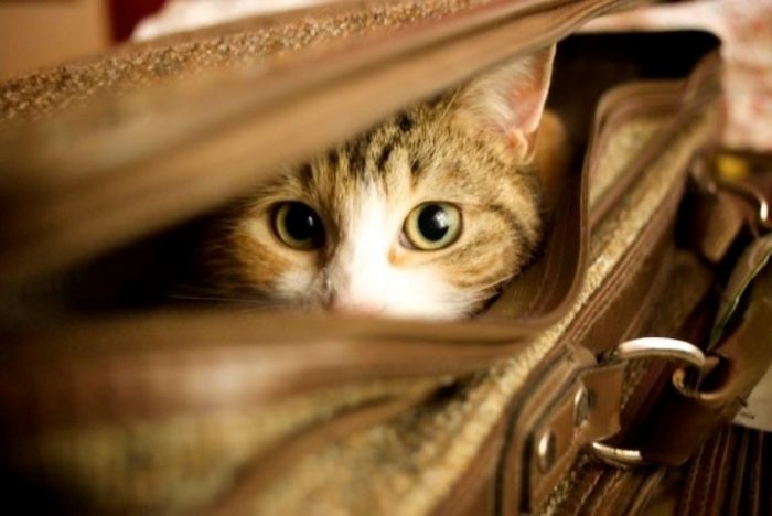 Cách vận chuyển chó mèo đi xa