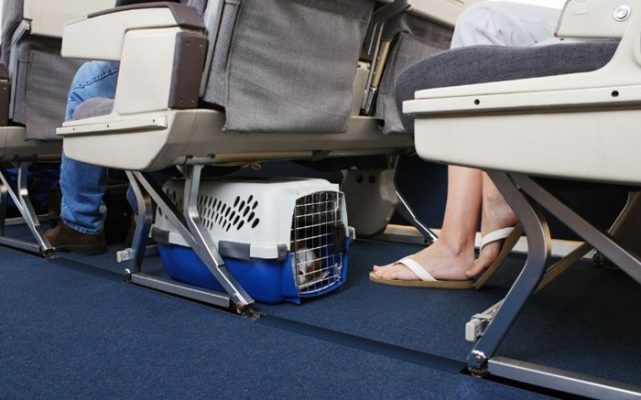 Dịch vụ vận chuyển thú cưng đi Thái Lan