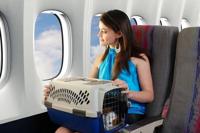 Bảng giá vận chuyển thú cưng bằng máy bay chi tiết 4 Tiêu chuẩn an toàn từ các tổ chức hàng không quốc tế
