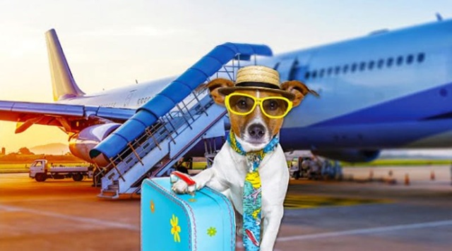 Bảng giá vận chuyển thú cưng bằng máy bay