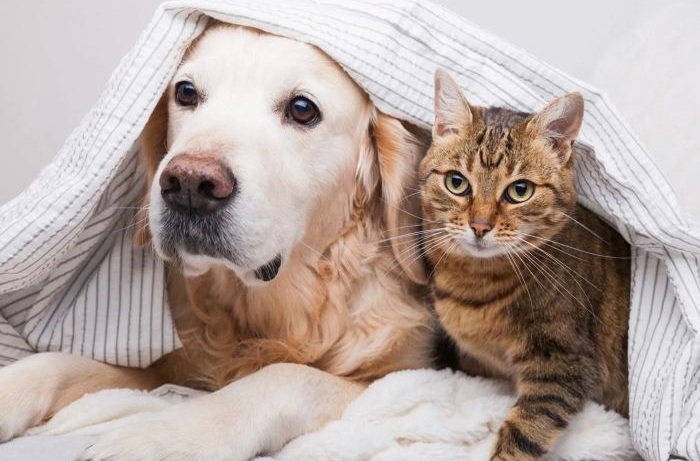 Vận chuyển thú cưng Sài Gòn đi Bến Tre 2 Vận chuyển thú cưng Sài Gòn đi Bến Tre