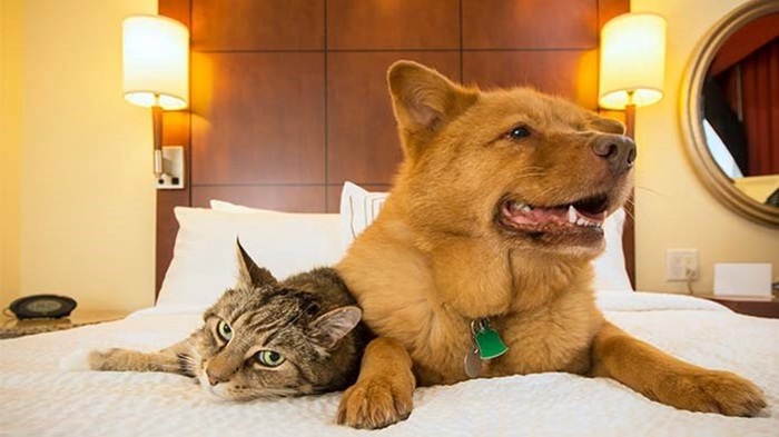 Vận chuyển thú cưng Sài Gòn đi Bến Tre 3 Vận chuyển thú cưng Sài Gòn đi Bến Tre