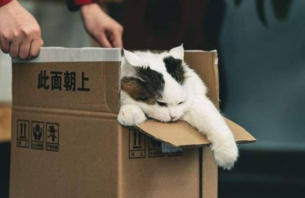 Vận chuyển thú cưng Sài Gòn đi Đồng Tháp