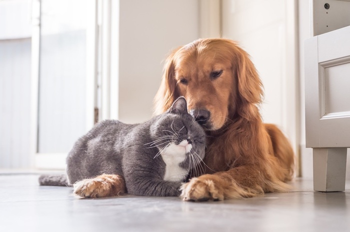 Vận Chuyển Thú Cưng Sài Gòn Đi Kiên Giang 1 Vận Chuyển Thú Cưng Sài Gòn Đi Kiên Giang
