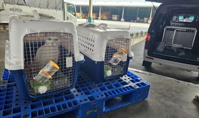 Vận Chuyển Thú Cưng Sài Gòn Đi Kiên Giang