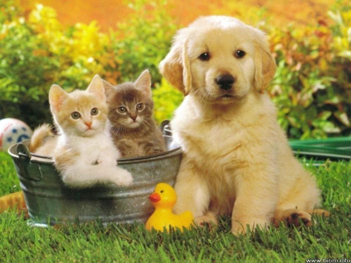 Vận chuyển thú cưng Sài Gòn đi Ninh Thuận
