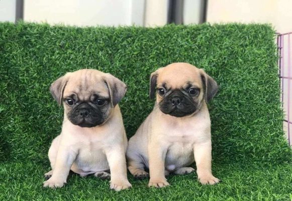 Vận chuyển thú cưng Sài Gòn đi Tây Ninh