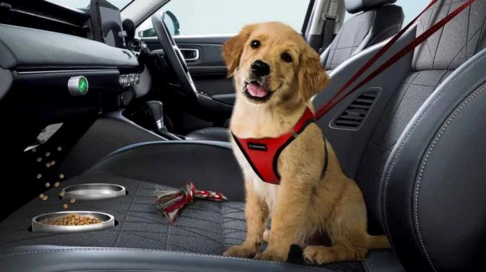 Vận chuyển thú cưng Sài Gòn đi Tiền Giang 3 Vận chuyển thú cưng Sài Gòn đi Tiền Giang