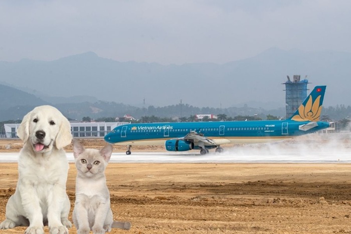 Vận chuyển thú cưng Sài Gòn đi Trà Vinh 3 Vận chuyển thú cưng Sài Gòn đi Trà Vinh