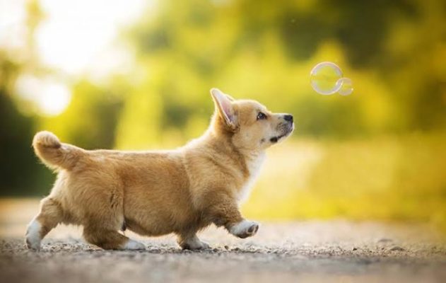 Vận chuyển thú cưng Sài Gòn đi Trà Vinh