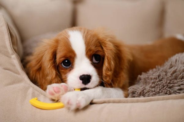 Vận chuyển thú cưng Sài Gòn đi Vĩnh Long
