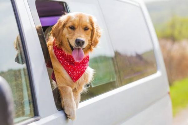 Vận chuyển thú cưng Sài Gòn đi Sóc Trăng