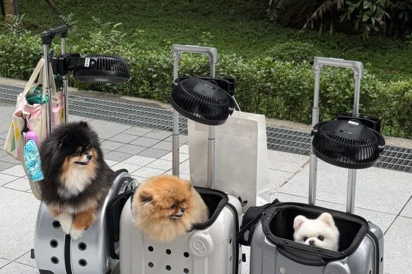 Vận chuyển thú cưng Sài Gòn đi Đồng Xoài