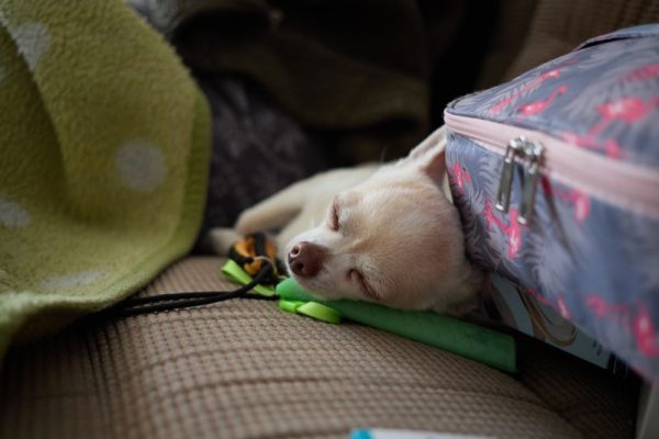 Vận chuyển thú cưng Sài Gòn đi Gò Công