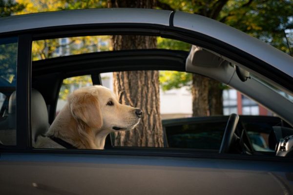 Vận chuyển thú cưng Sài Gòn đi Bến Cát