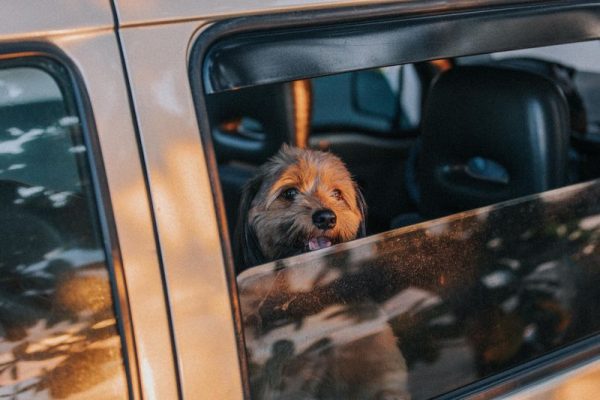 Vận chuyển thú cưng Sài Gòn đi Hà Tiên