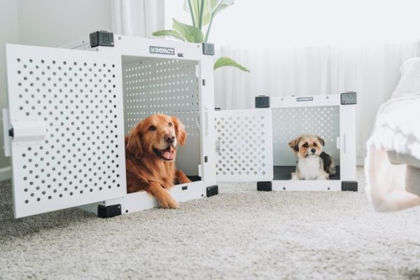 Vận chuyển thú cưng Sài Gòn đi Sa Đéc