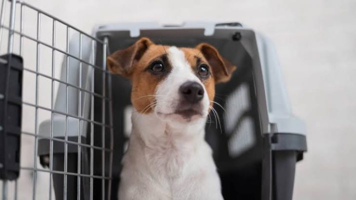 Vận chuyển thú cưng Sài Gòn đi Bình Định