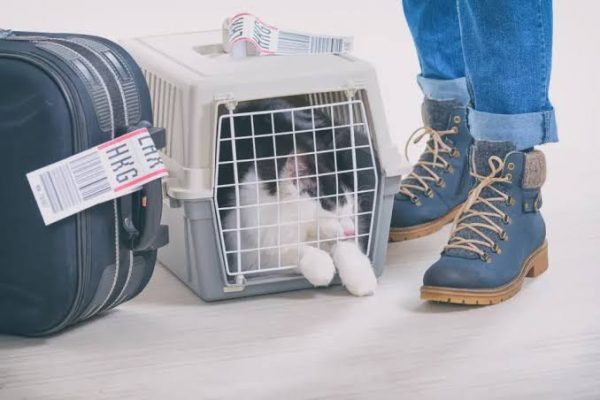 Vận chuyển thú cưng Sài Gòn đi Quảng Nam
