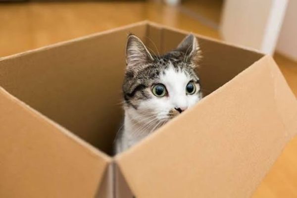 Vận chuyển thú cưng Sài Gòn đi Thanh Hóa