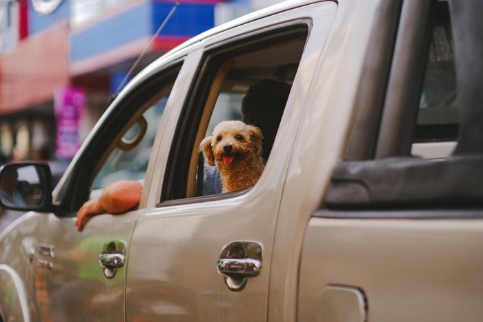 Chó mèo được chăm sóc khi gửi từ Sài Gòn đi Đắk Lắk